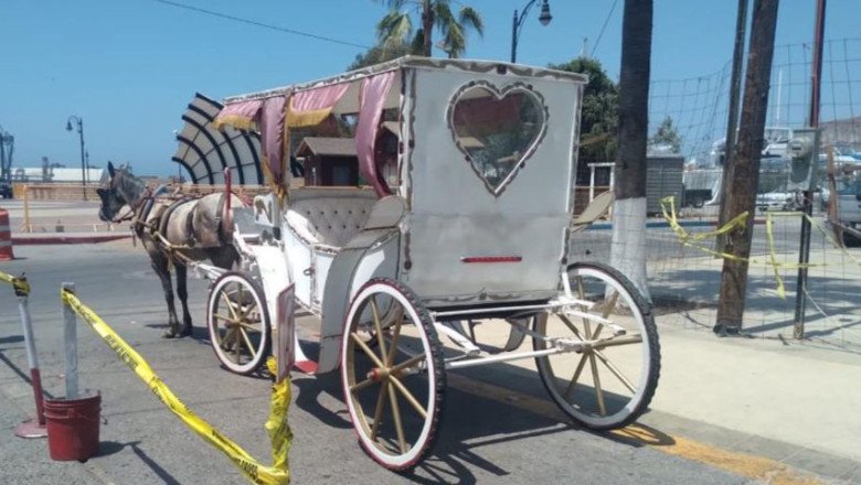 Apoya alcalde el erradicar calandrias con caballos