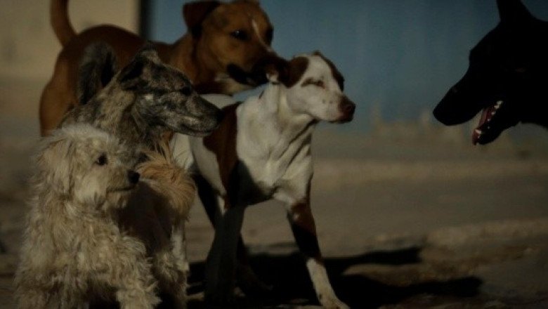López Obrador propondrá prohibir el maltrato animal en la Constitución