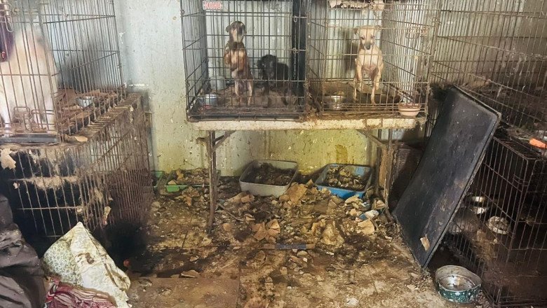 Rescatan a 25 perros en condiciones insalubres