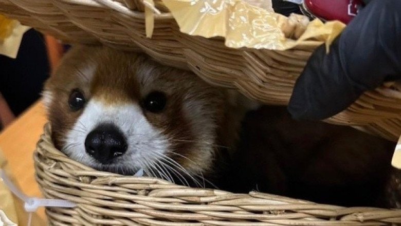 Tailandia: arrestan a 6 personas por llevar un panda rojo y otros 86 animales en equipaje