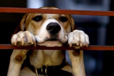 En este estado ya no podrán negarte la renta de una casa por tener mascotas