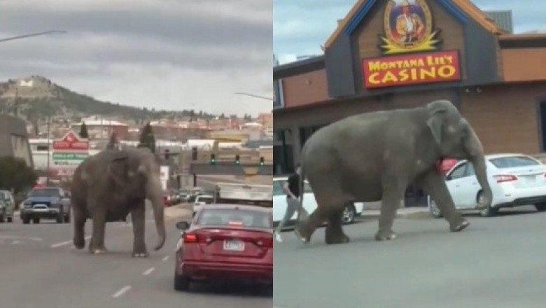 Elefante escapa de circo y se pasea por las calles de Montana (VIDEO)