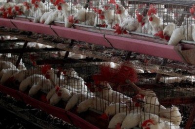 La OMS pide vigilar de cerca la transmisión de la gripe aviar H5N1 a humanos