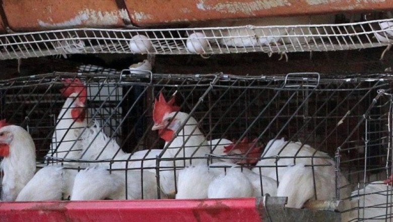 En México, primera muerte por gripe aviar en el mundo
