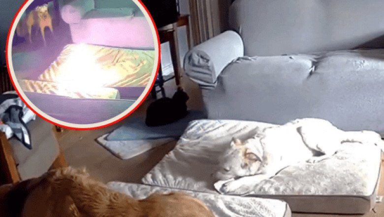 Viral: ¿Qué pasó con el perrito que causó incendio por morder una batería?