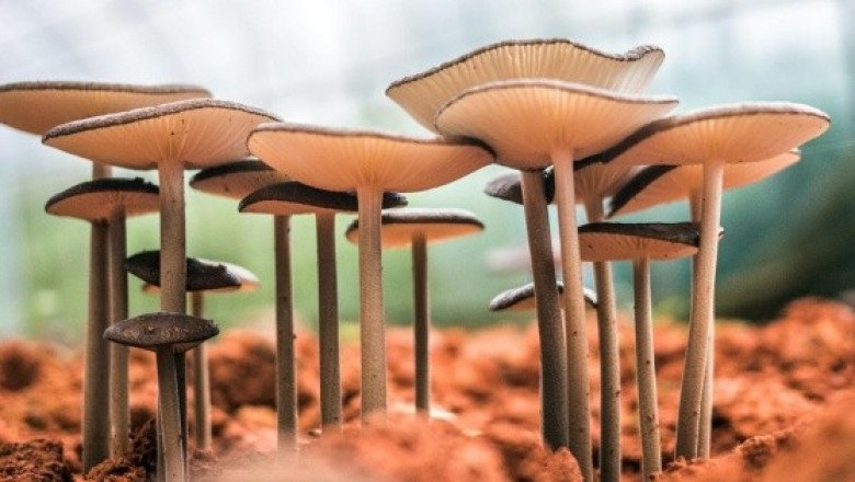 Crece en México el consumo de psilocibina contra la ansiedad
