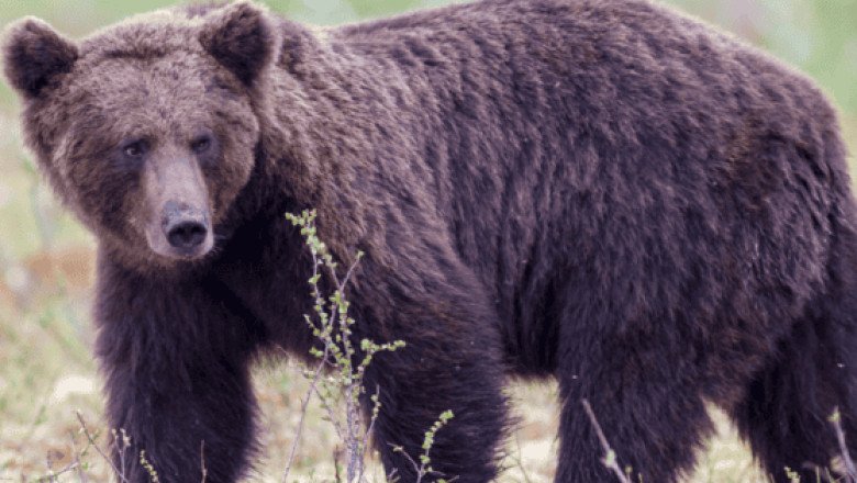 En Wyoming muere osa grizzly tras ser impactada por un vehículo