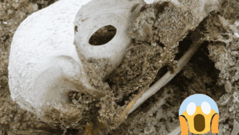Descubren el fósil de un ave que ayudaría a comprender la evolución del cerebro aviar