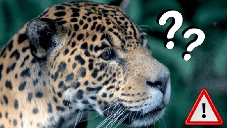 ¿El jaguar está en peligro de extinción? Esto dice el estudio de WWF