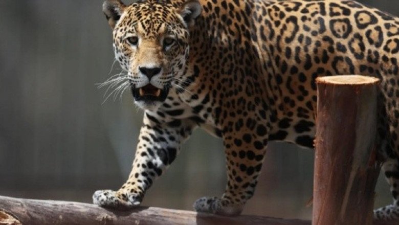 Hábitat del jaguar en Yucatán corre peligro por estos factores