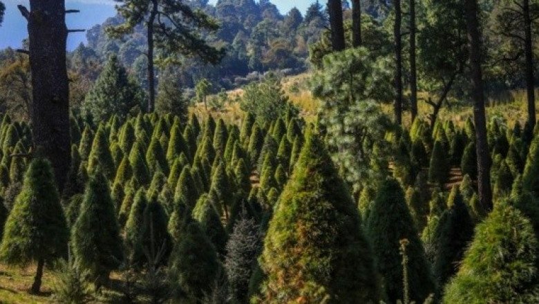 Esta es la cantidad de árboles de Navidad producidos en México esta temporada