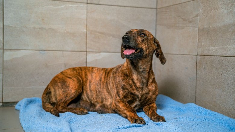 Realizará Gobierno de Ensenada feria de la adopción de mascotas