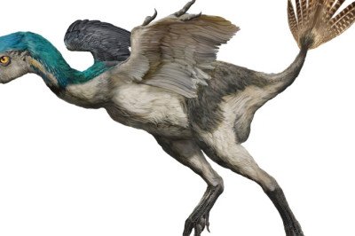 “Dinosaurios entre nosotros”, la nueva exposición de Museo Caracol