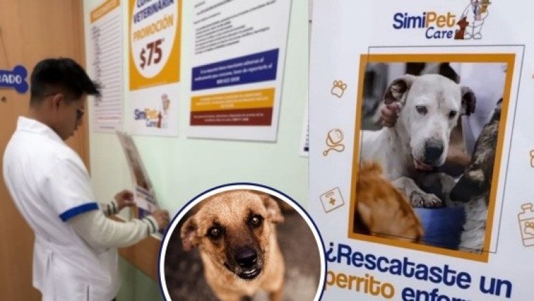 Veterinaria del Dr. Simi ofrece ayuda gratuita a perros rescatados