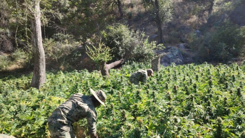 Destruye SEMAR más de 93 mil plantas de marihuana