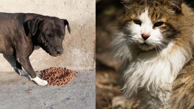 Fiscalía de la CDMX crea agencia especial para atender maltrato animal
