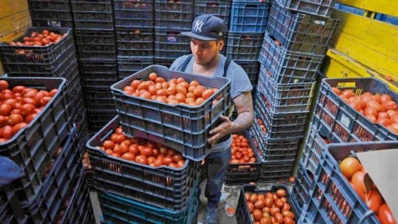 Gobierno y productores de jitomate responden a medida arancelaria de EU