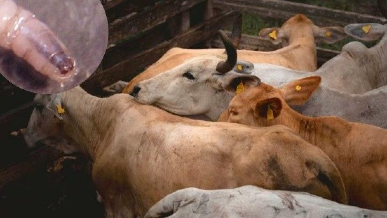 Así se alimenta el gusano barrenador de la carne viva de los mamíferos