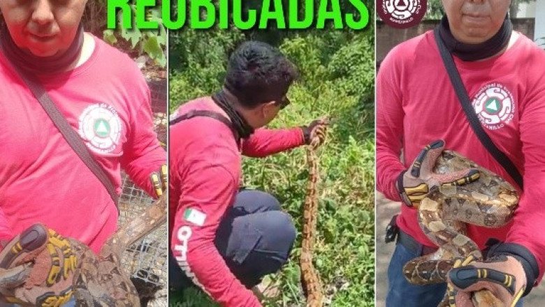 Protección Civil Manzanillo reubica dos serpientes en áreas públicas