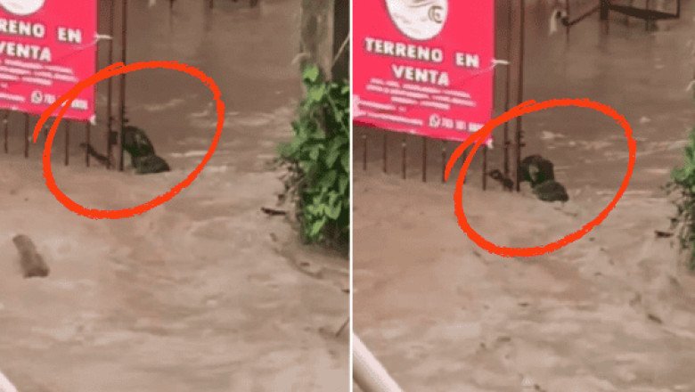 Viral: Perro lucha por su vida en inundación en Veracruz (VIDEO)
