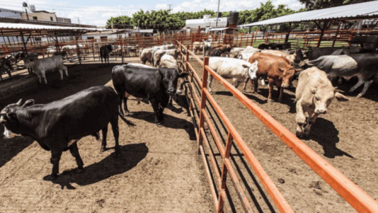 Aún no hay fecha de reapertura de frontera con EU para exportar ganado: Sader