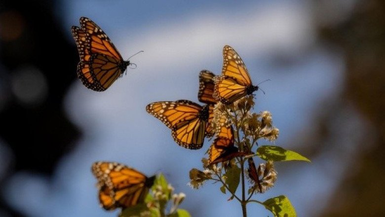 Suman esfuerzos para la conservación de la Mariposa Monarca en México