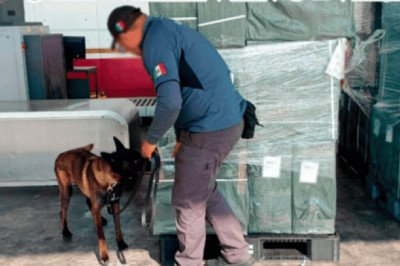 Aseguran casi 20 toneladas de tabaco ilegal provenientes de Japón en el AICM