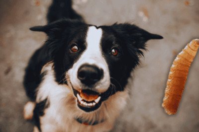 Gusano barrenador: ¿Puede afectar a tu perro?