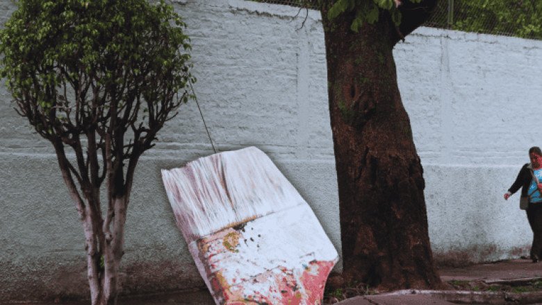 ¿Por qué se pintan los tallos de los árboles de blanco en México?