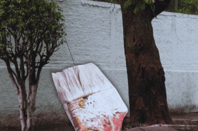 ¿Por qué se pintan los tallos de los árboles de blanco en México?