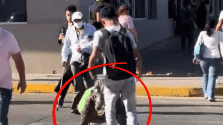 Viral: "Arremeten" físicamente contra therian "cocodrilo" en calles de Tampico