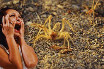 ¿Qué es la "madre de alacrán" que aterra en época de calor?
