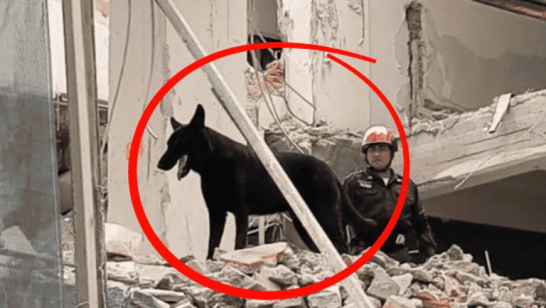 Conoce a Togo, binomio canino que localiza víctimas del derrumbe en San Antonio Abad