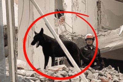 Conoce a Togo, binomio canino que localiza víctimas del derrumbe en San Antonio Abad