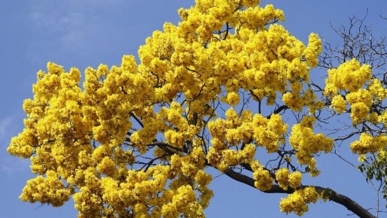 ¿Qué día de marzo se regalan flores amarillas en México?