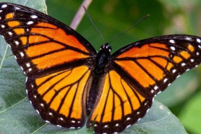 Bosques del país para ver a la mariposa monarca en este 2026