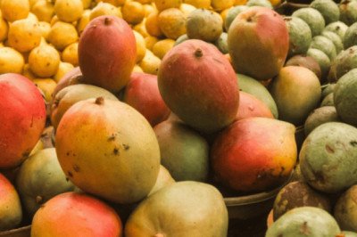 Suman 99 lotes de mango infestados con larvas en Oaxaca