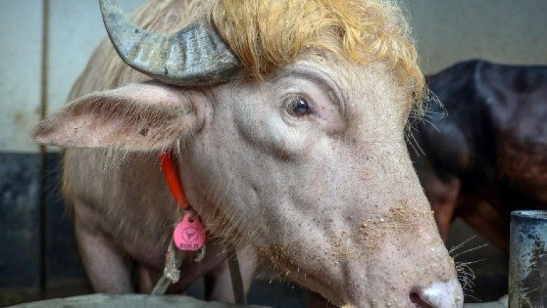Búfalo albino de Bangladesh sorprende por su parecido con Donald Trump