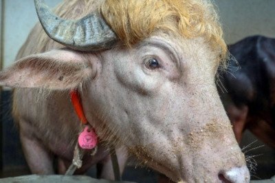 Búfalo albino de Bangladesh sorprende por su parecido con Donald Trump