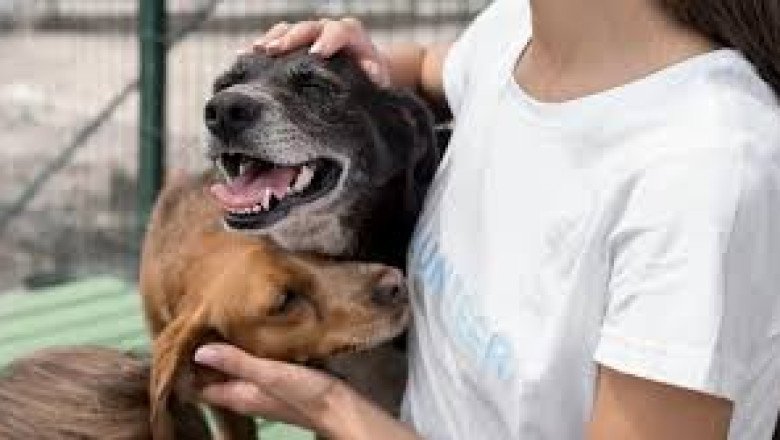 Invita Ayuntamiento a la población a sumarse a la adopción de mascotas