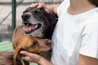Invita Ayuntamiento a la población a sumarse a la adopción de mascotas