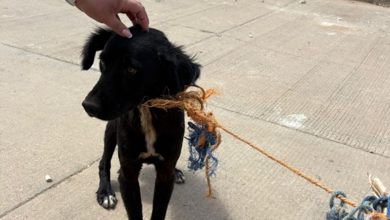 Fiscalía cumplimenta cateo y rescata a canino abandonado