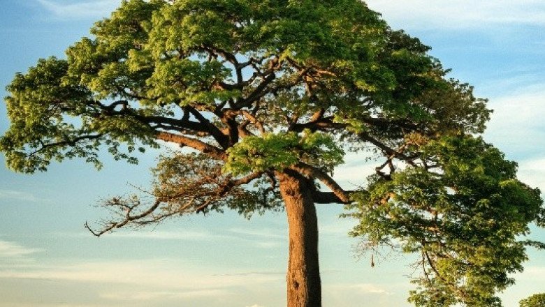 Día Mundial del Medioambiente: ¿por qué se celebra el 5 de junio?