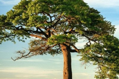 Día Mundial del Medioambiente: ¿por qué se celebra el 5 de junio?