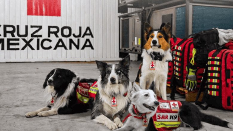 Estos son los perritos rescatistas mexicanos que viajaron a Venezuela