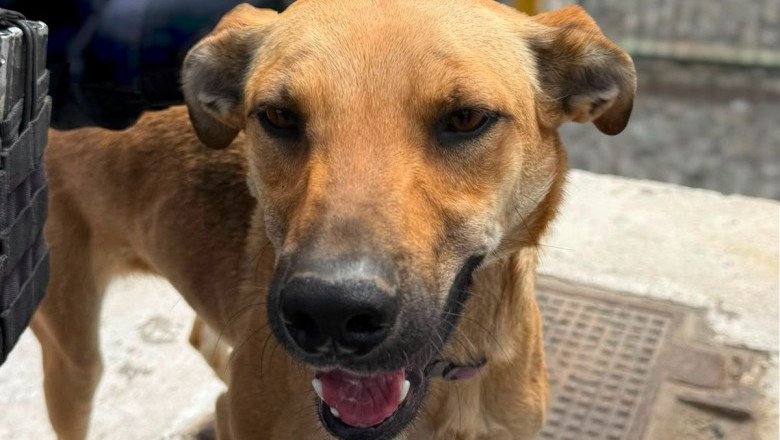 Rescata la DSPM a perrito víctima de maltrato