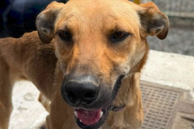 Rescata la DSPM a perrito víctima de maltrato
