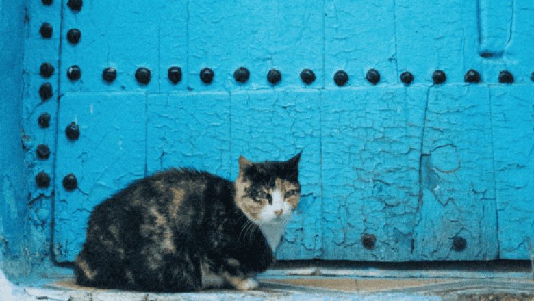 Ley en Marruecos pondría en riesgo la tradición de alimentar gatos callejeros