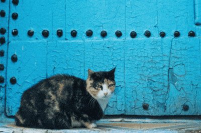 Ley en Marruecos pondría en riesgo la tradición de alimentar gatos callejeros