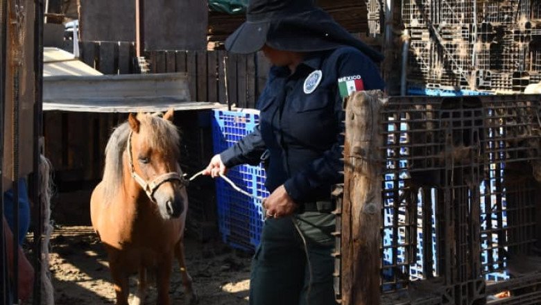 Rescata FGE a pony víctima de maltrato animal
